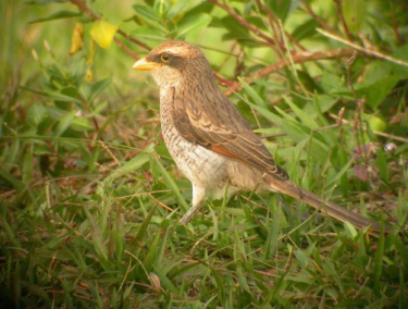 Yellow-billed shrike